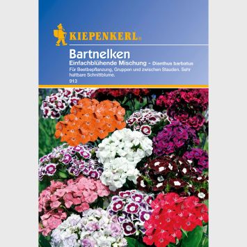 'Bartnelken' Einfachblühende Mischung