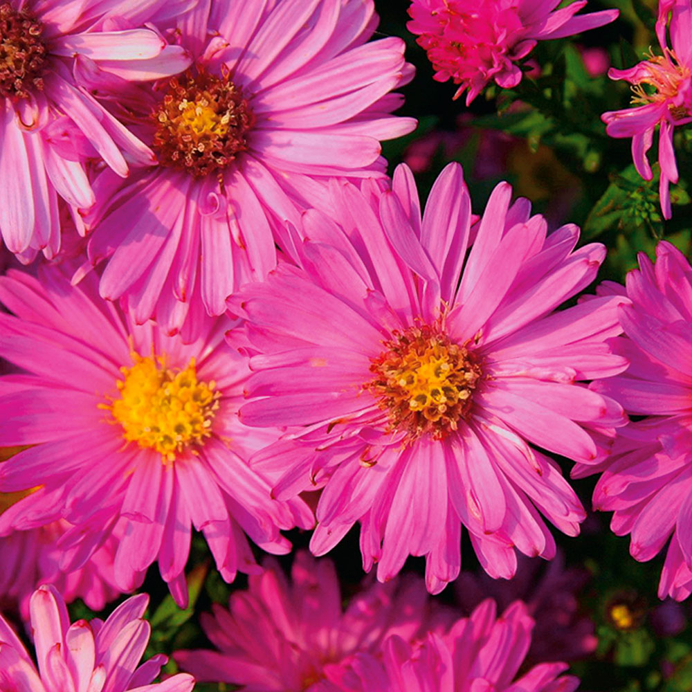 KissenAster rosa Stauden halbhoch Blühstauden Stauden Ahrens
