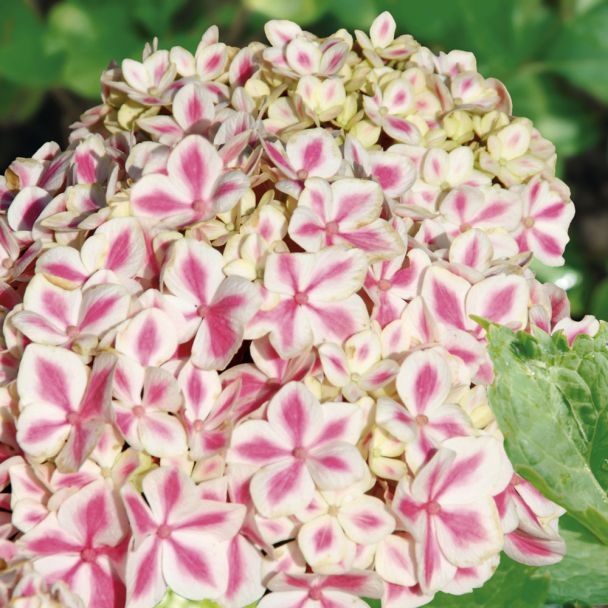 Hortensie 'Peppermint Pink'