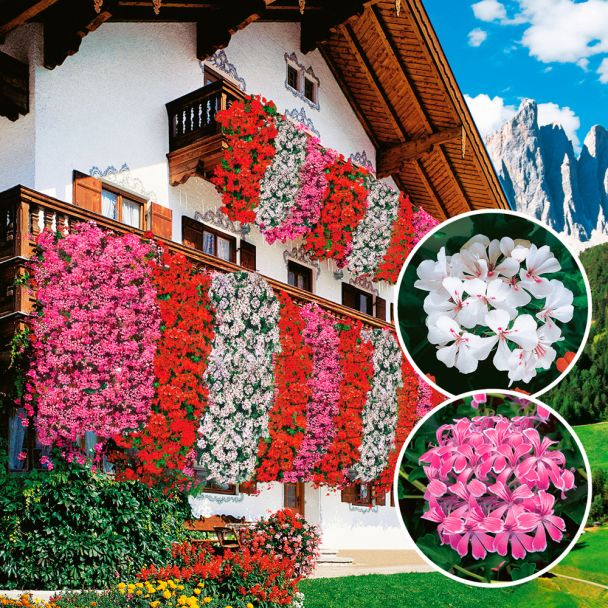 Echte Tiroler Hänge-Geranien 'Tirolia': Farbduo (3 x Pink und 3 x Weiß)