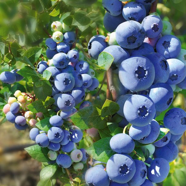 Trauben-Heidelbeere 'Blue Berry®'