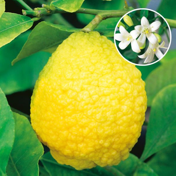 Zitronatzitrone 'Cedri'