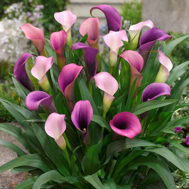 Calla 'Purple Pasja'
