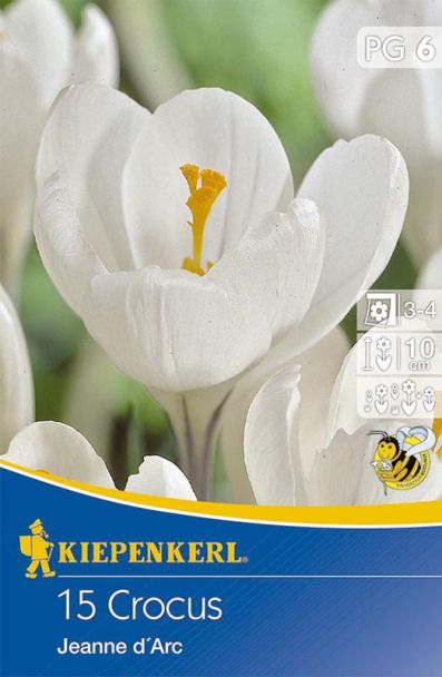 Großblumige Krokusse Jeanne d'Arc 'Weiß'