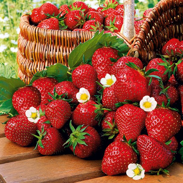 Qualitäts-Erdbeerpflanze 'Imtraga-Selekta®', zweimal tragend Setzlinge