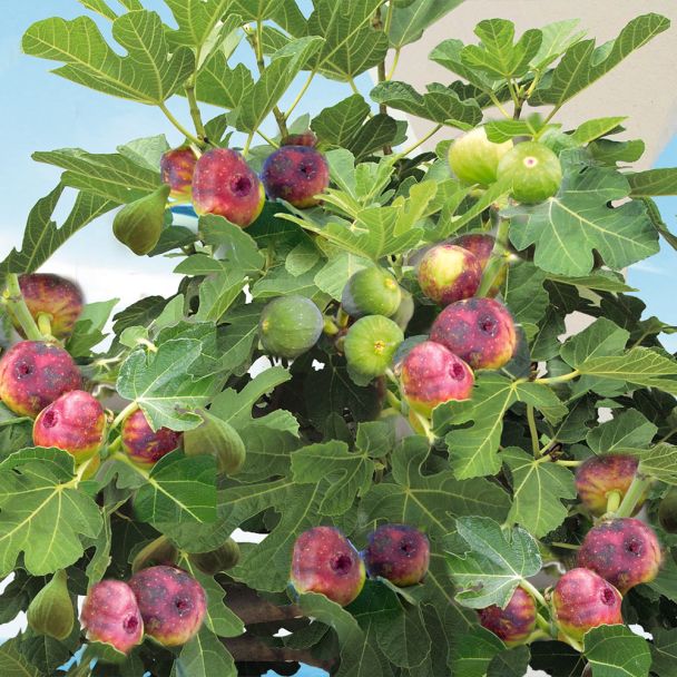 Bunte Weinberg-Feige 'Viola' als Busch