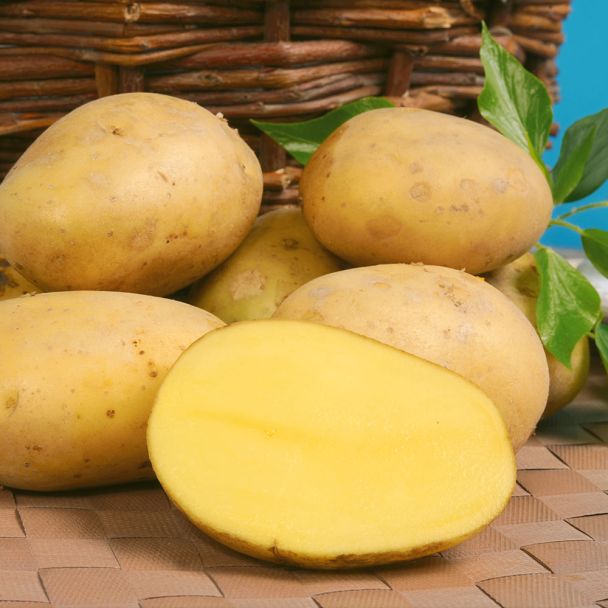 Pflanzkartoffeln Belana, Früh, 10 Knollen