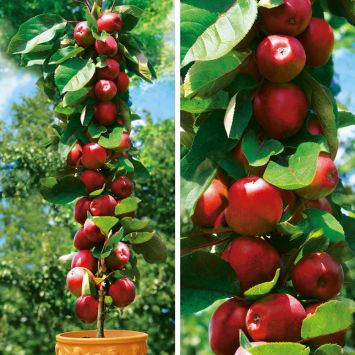 Säulen-Apfel Redcats®, einjährig