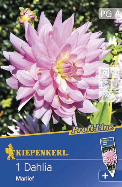 Kaktus-Dahlie 'Marlief', rosa