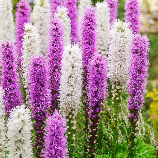 Liatris Butterfly