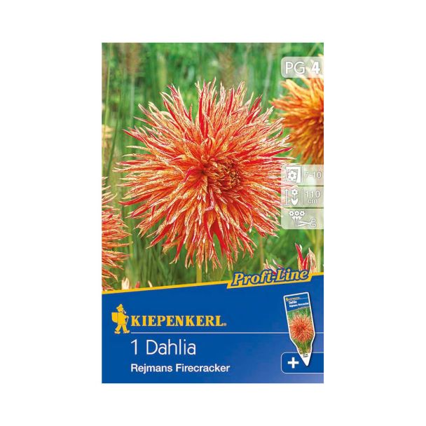Splitt-Dahlie 'Reijmans Firecracker'