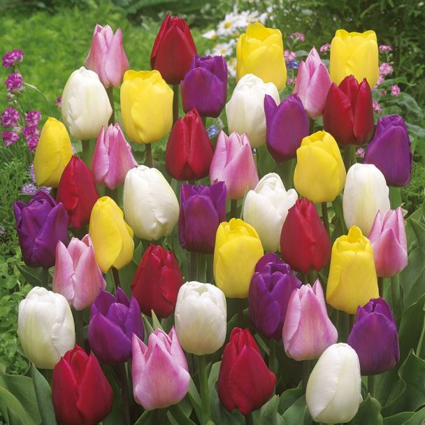 Tulpen Mischung: 140 Blumenzwiebel