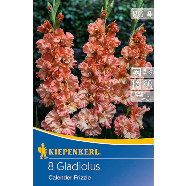 Frizzled Gladiole Calender