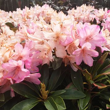 Rhododendron Percy Wisemann