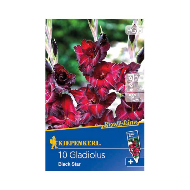 Gladiole Black Star - Profi Line