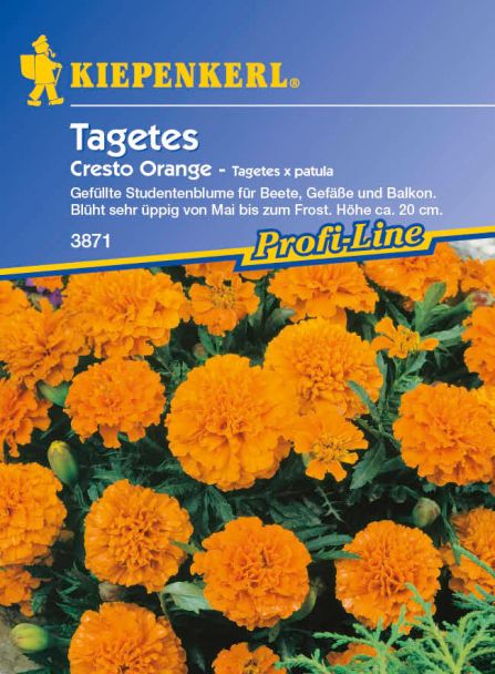 Tagetes 'Cresto Orange'