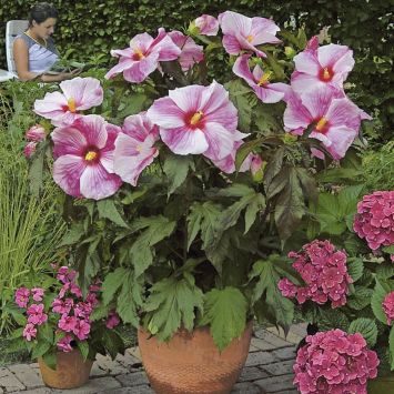 Riesen-Stauden-Hibiskus 'Kopper King'