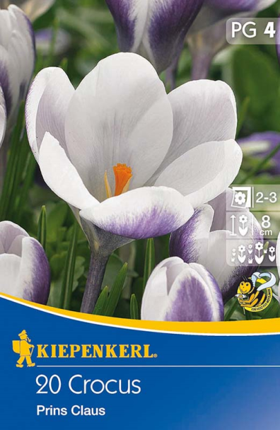 Botanische Krokusse 'Prins Claus'