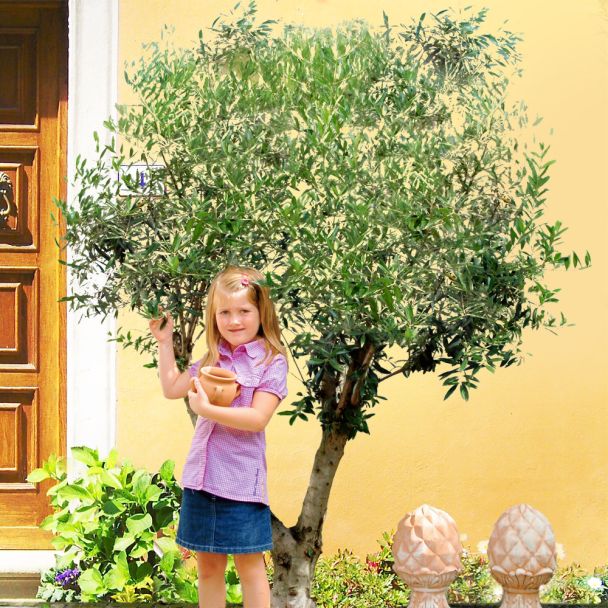 Winterharter Olivenbaum 'Orvieto'