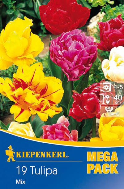 Tulpen 'Gefüllte Tulpen' - Mischung