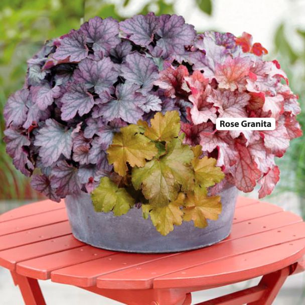 Blattschmuckstauden 'Rose Granita'