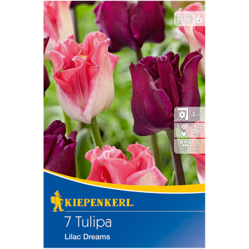 Tulipa-Mix Liliac Dreams