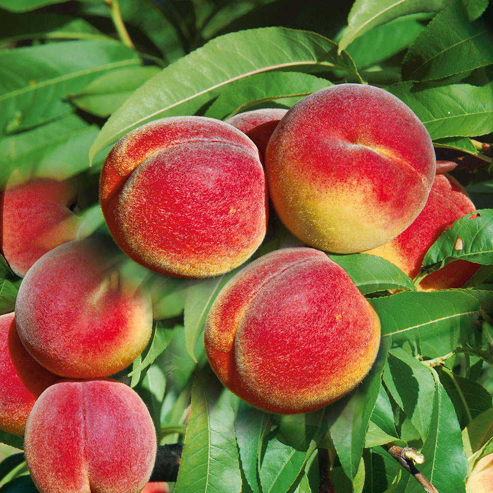 Saft-Pfirsichbaum \'Revita®\' Gartenbedarf Obst & | Obstgehölz Ahrens+Sieberz Pfirsiche Nektarinen Pflanzenversand | | & | 