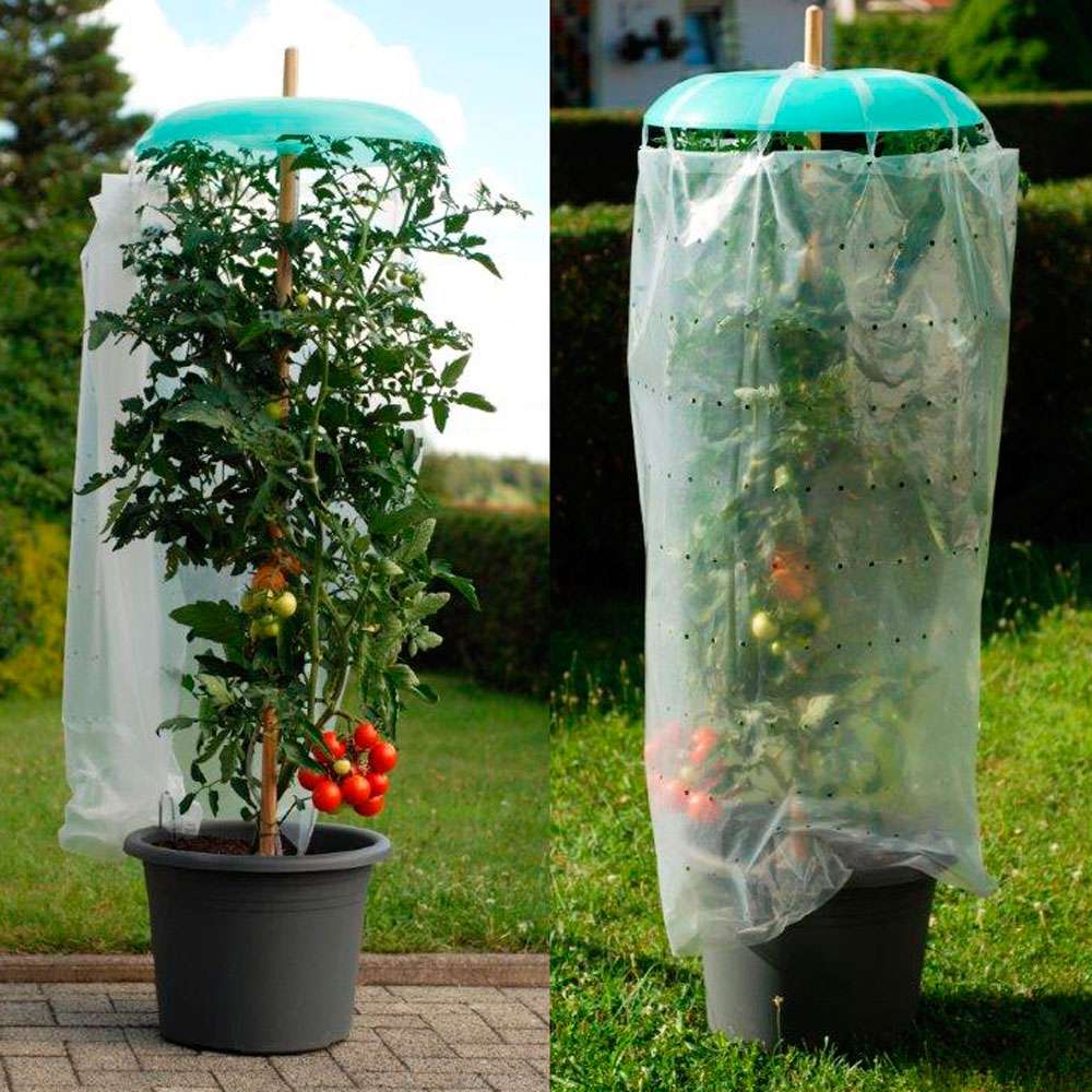 TomatenhutSet Zubehör für den Gemüseanbau Zubehör Ahrens+Sieberz