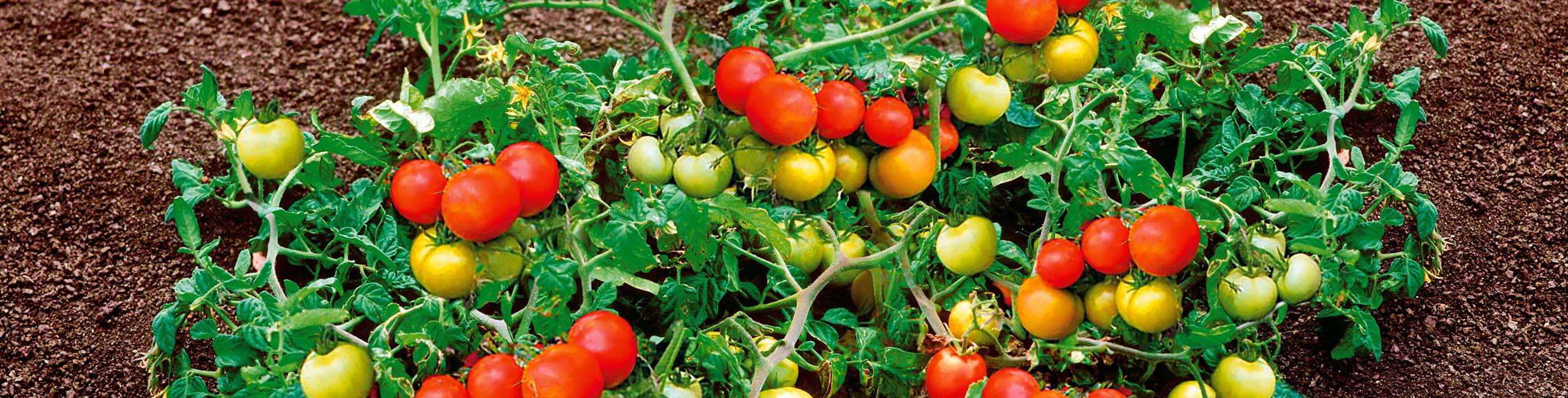 Bodendeckertomate BoToma