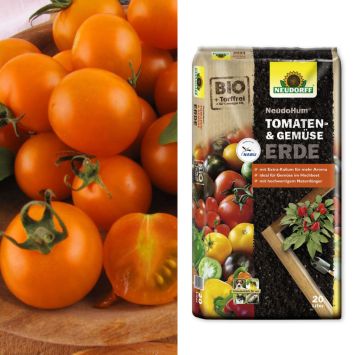 Veredelte Mini-Cherry-Tomate 'CherryGold' F1 + NeudoHum® Tomaten- und Gemüseerde (Sparangebot)