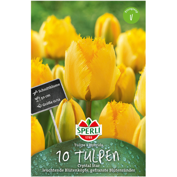 Sperli Tulpen Crystal Star