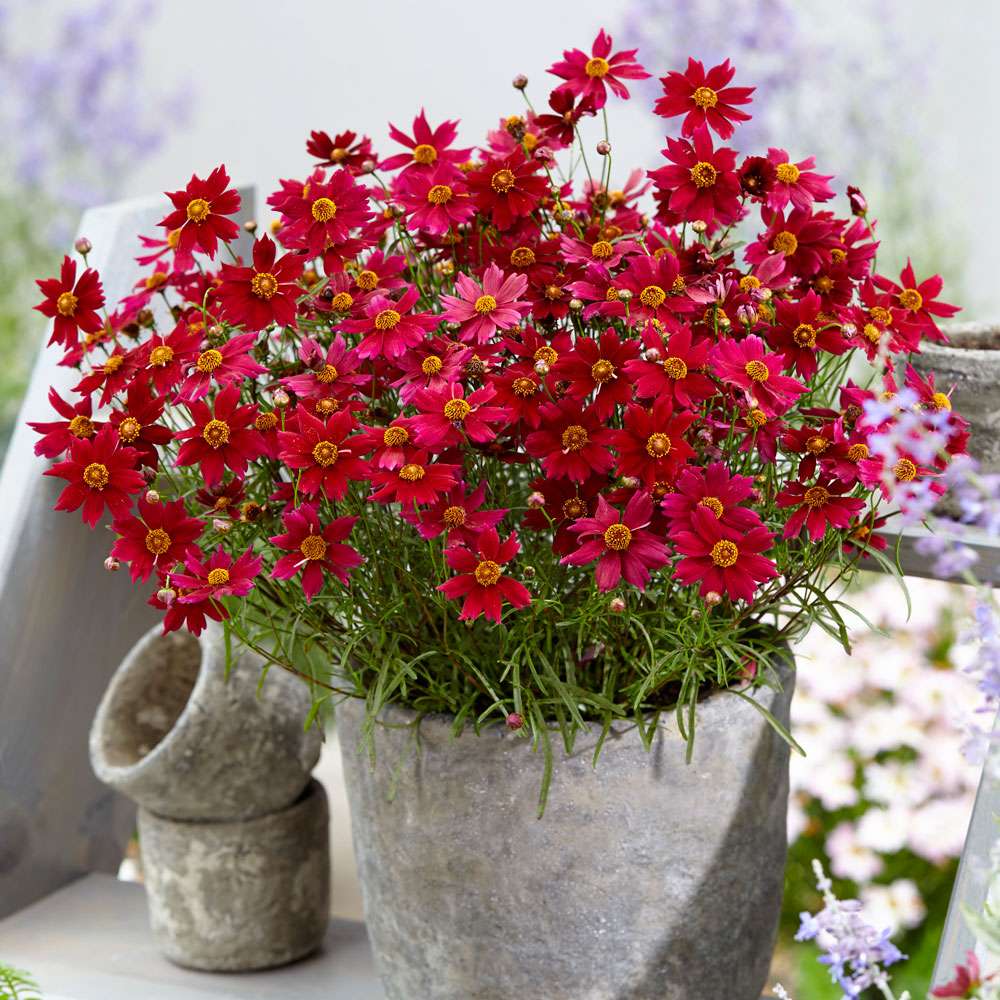 Bloomsation® 'Dragon' Stauden niedrig Blühstauden Stauden