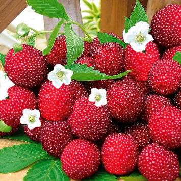 Erdbeer-Himbeere 'Red Beauty'
