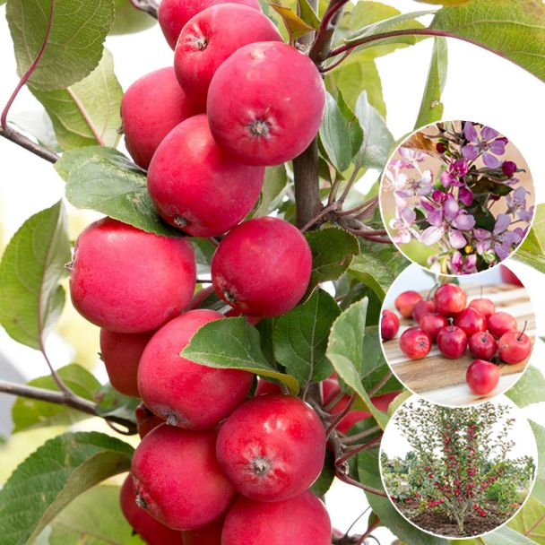 Mini-Apfel Appletini®