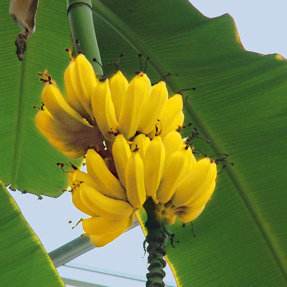Winterharte Bananenstaude Musa (Musa Basjoo) kaufen Ahrens+Sieberz