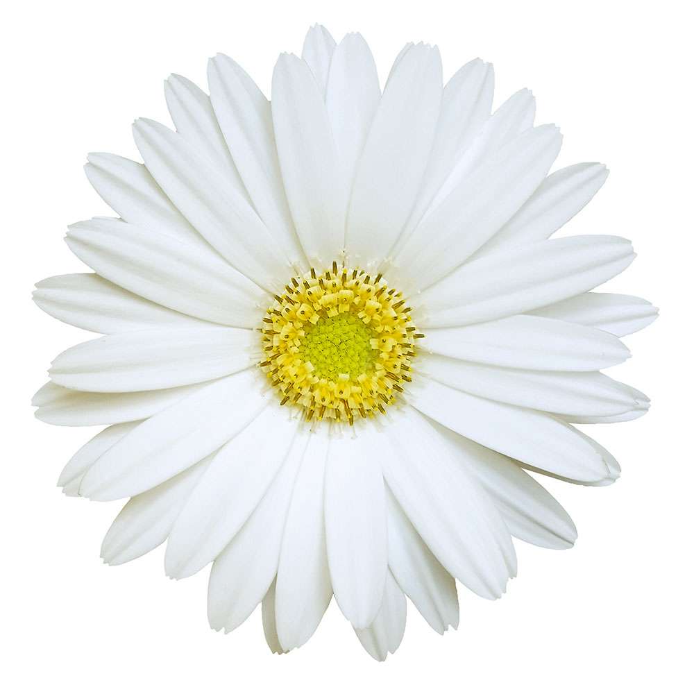 Winterharte Gerbera 'Garvinea®' (Weiß) kaufen Ahrens+Sieberz