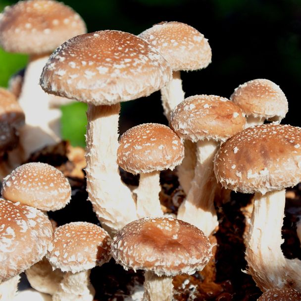 'Shiitake' Pilz-Dübel