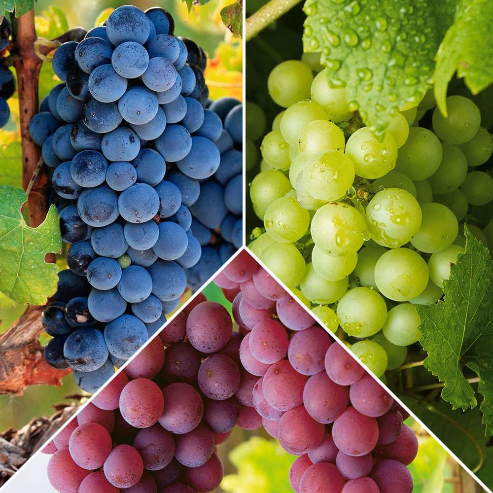 3 x EdelTrauben Weintrauben Obst Ahrens+Sieberz