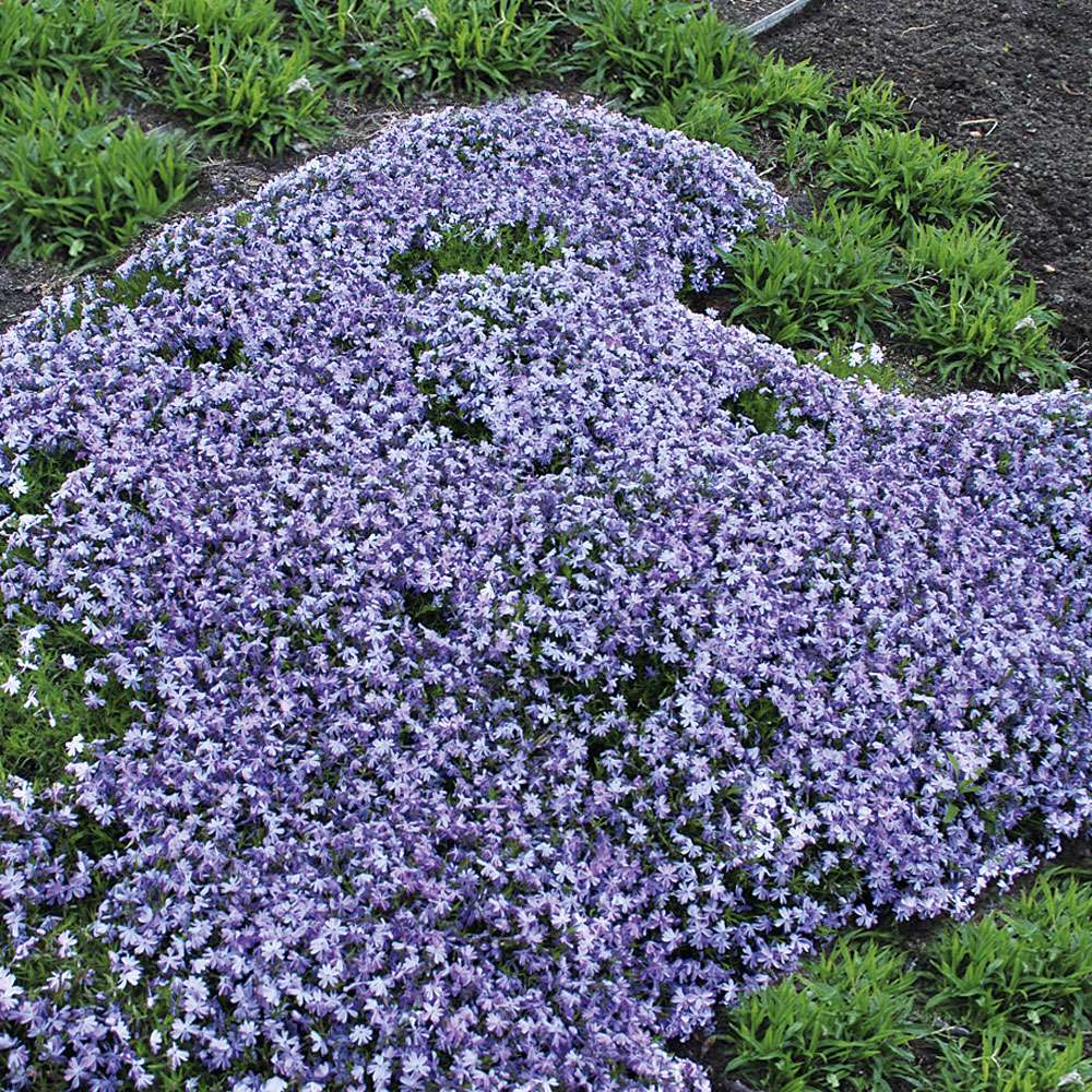 Lavendelblauer Polsterphlox Bodendeckerpflanzen Bodendecker