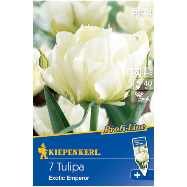 Fosteriana-Tulpen 'Exotic Emperor'