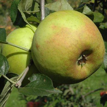 Apfel 'Goldrenette von Blenheim' - Apfelbaum