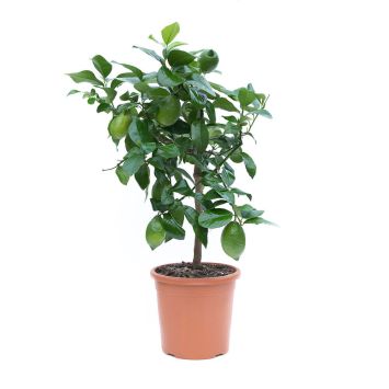 Zitruspflanze ‘Citrus Limon’