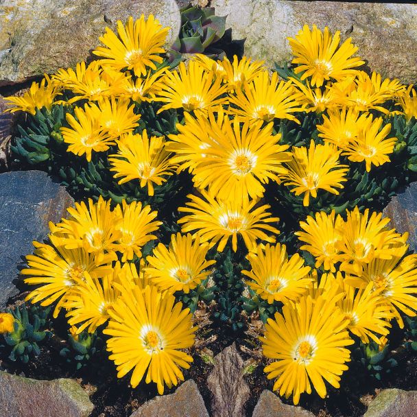 Zwerg-Mittagsblumen, leuchtendgelb