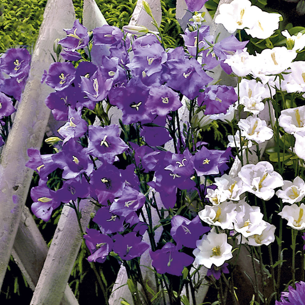 Glockenblume, blau Stauden hoch Blühstauden Stauden Ahrens