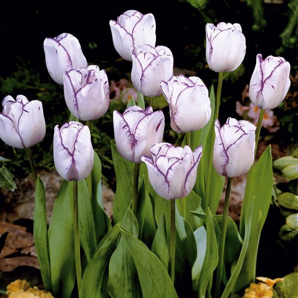 Tulpen 'Magier'