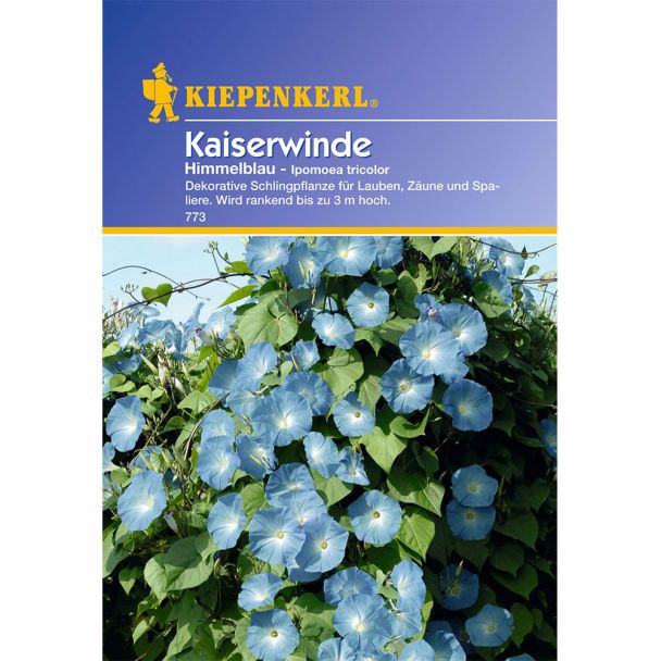 Kaiserwinde 'Himmelblau'