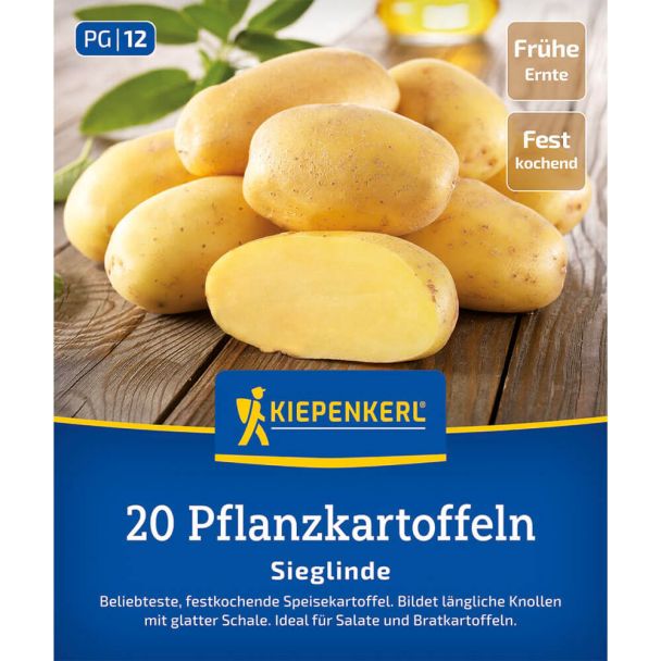 Pflanzkartoffel Sieglinde (20 Knollen)