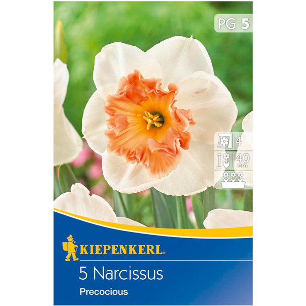 Narcissus Precocious