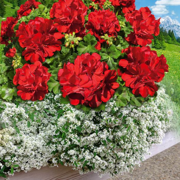 Geranie 'Red Fire' und Schneekönigin 'Diamond Cloud™' im Set (Sparangebot)
