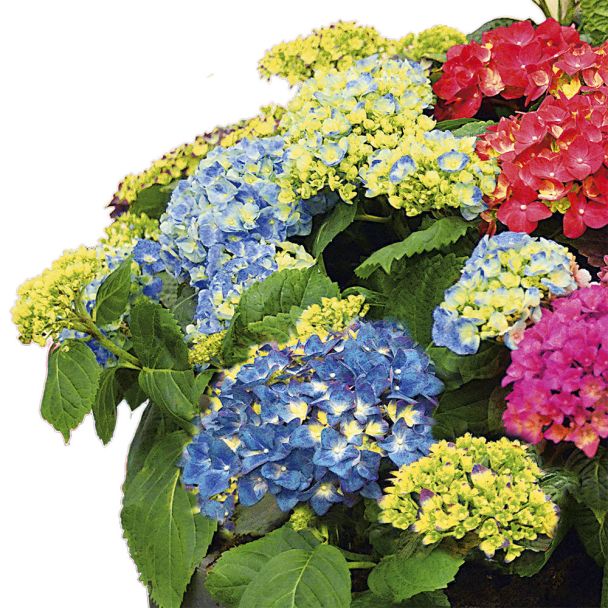 Hortensie 'Blue Ballad®'